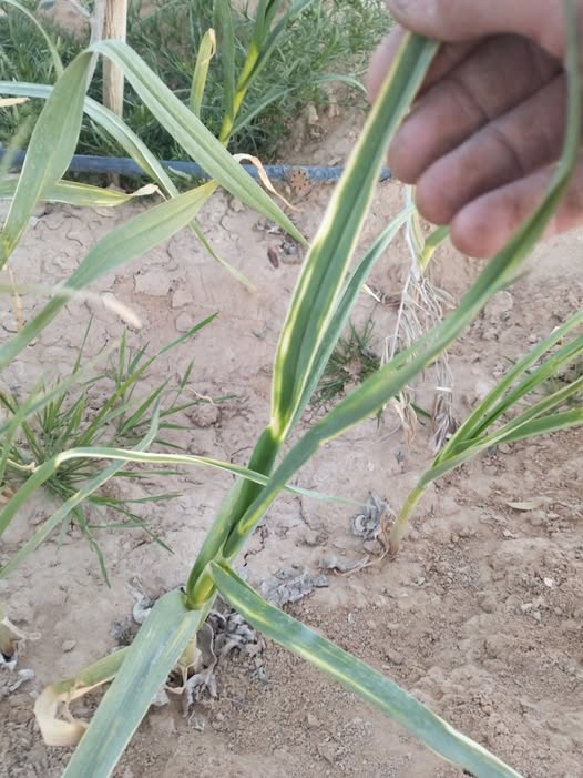 المطلوب ايه